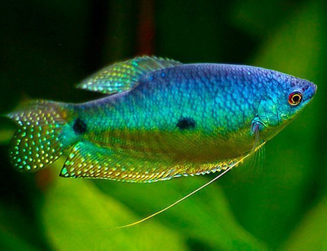 Blue Gourami